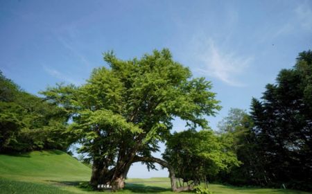 札幌名門三球道 × LPGA五日高球假期